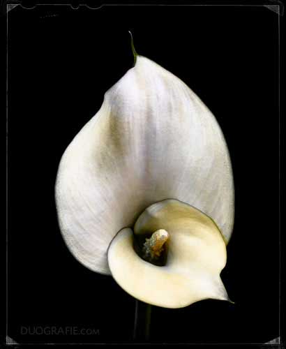 Duografie, Weiße Calla