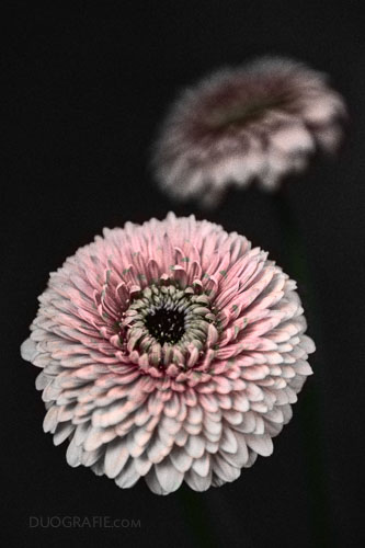 Gerbera im Schatten – Duografie-Edition:Kaufschönheiten