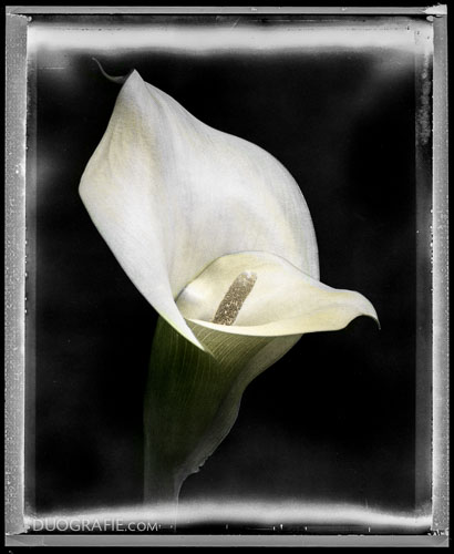 Calla in weiß POLA Wien AUT MHD 05.1994 – Duografie-Edition:Sofortbildblumen