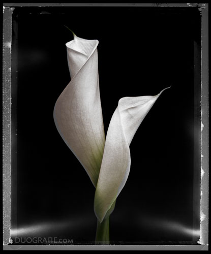 Callas in weiß POLA Coburg DEU MHD 02.1983 – Duografie-Edition:Sofortbildblumen